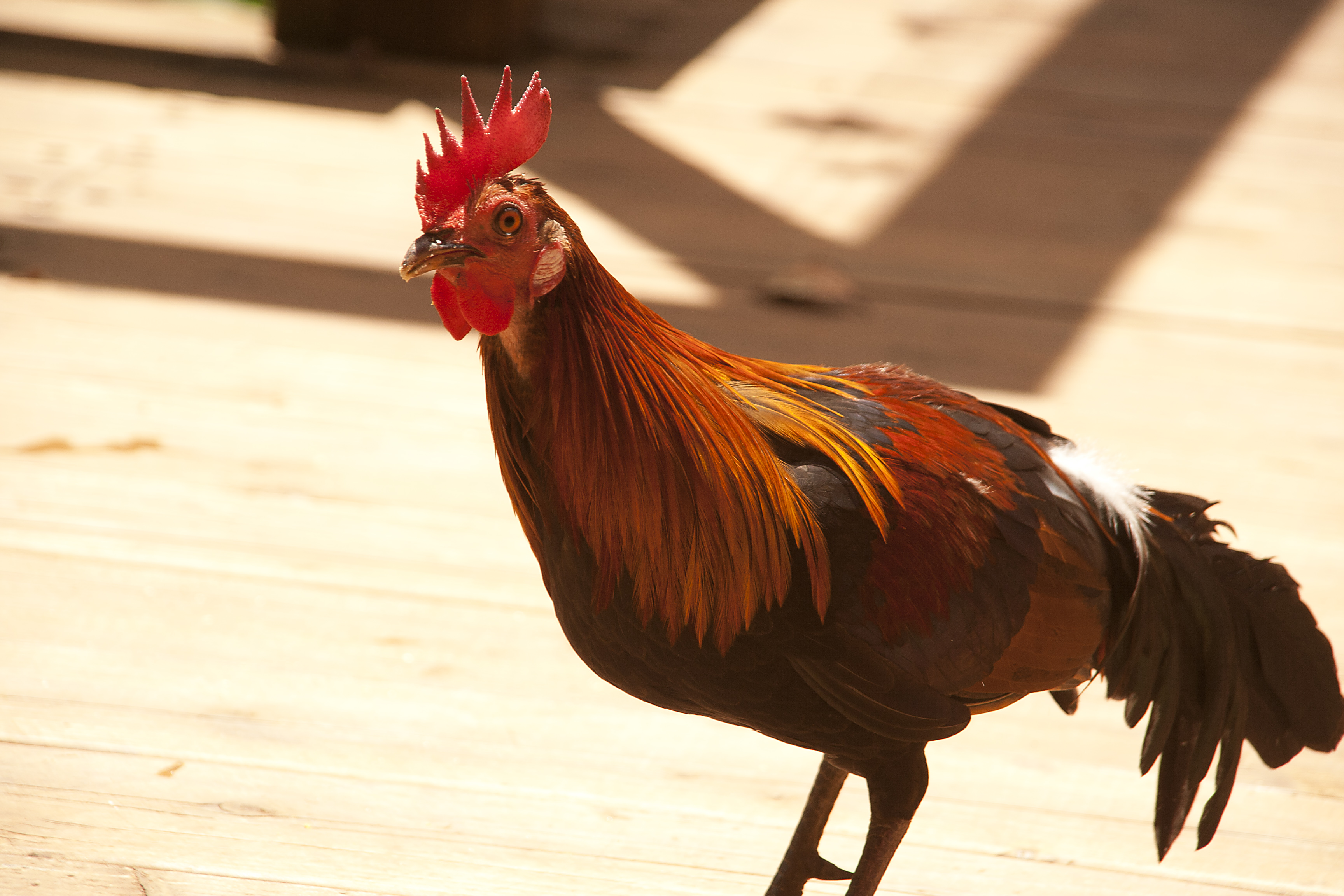 南国の鶏 ニワトリのフリー素材 無料写真素材集 Brd0067 009 ダウンロード 高解像度画像 無料写真素材のプロ フォト