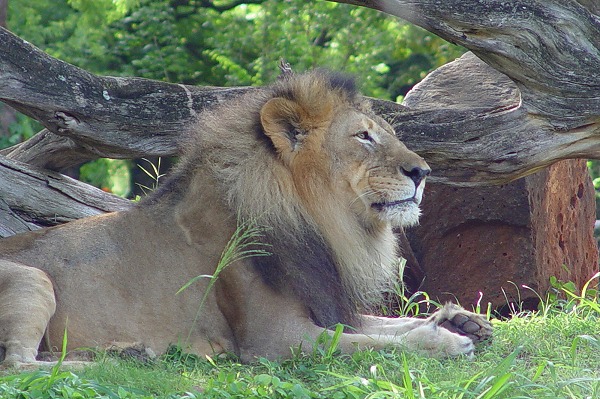 ライオン 獅子のフリー写真素材 無料画像素材のプロ フォト Ant0003 012