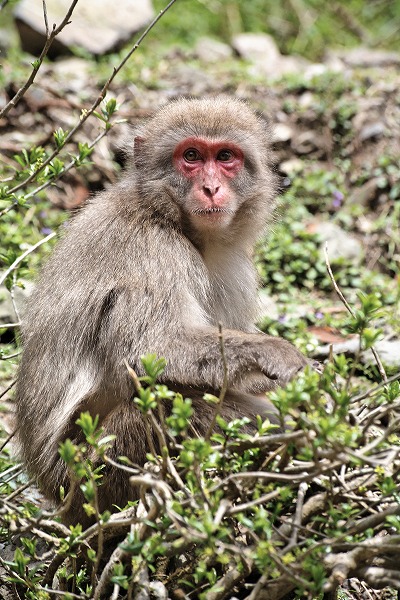 サル 猿 ニホンザルのフリー写真素材 無料画像素材のプロ フォト Ant0044 037