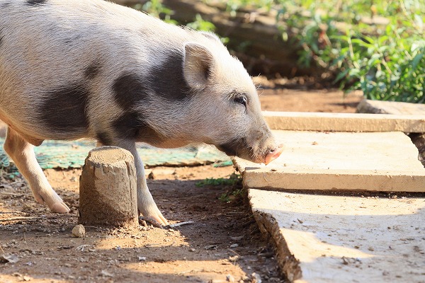 ブタ 子豚のフリー写真素材 無料画像素材のプロ・フォト ant0058-039