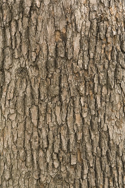 樹木 木の幹 樹皮イメージのフリー写真素材 無料画像素材のプロ フォト k0004 009