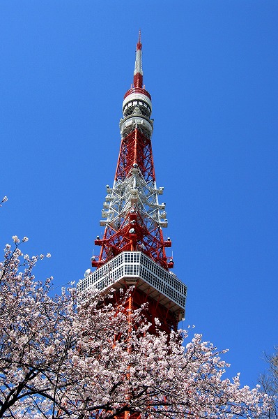 東京タワーと桜のフリー写真素材 無料画像素材のプロ フォト Bil0017 002