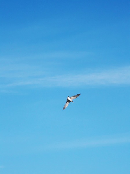 青空 羽ばたく鳥のフリー写真素材 無料画像素材のプロ フォト Brd0027 024