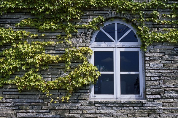 蔦 ツタ の這った壁と白い窓のフリー写真素材 無料画像素材のプロ フォト But00 013