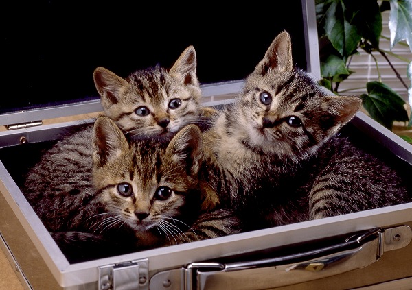 子猫 仔猫 アタッシュケースのフリー写真素材 無料画像素材のプロ フォト Cat0044 026