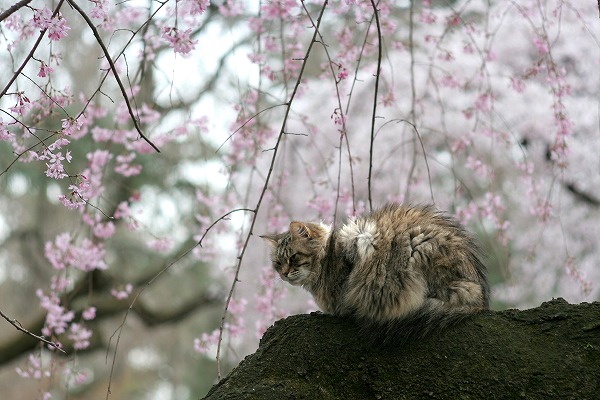 猫と桜のフリー写真素材 無料画像素材のプロ フォト Cat0047 013