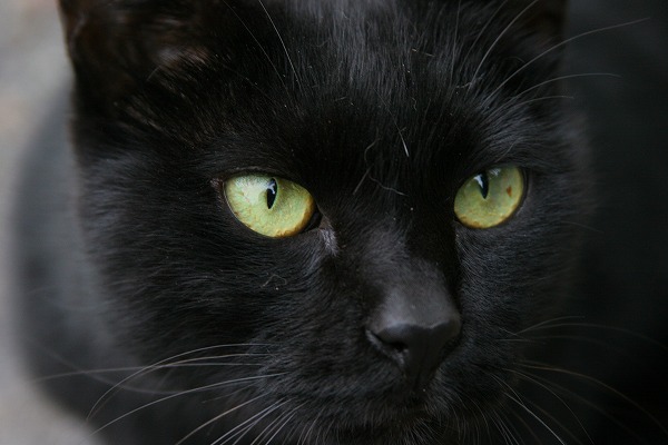 黒猫 クロネコ｜cat0110-066