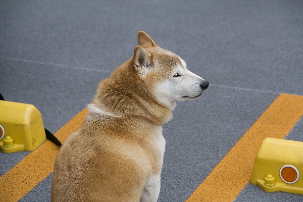 柴犬のフリー写真素材 無料画像素材のプロ フォト Dog0010 009