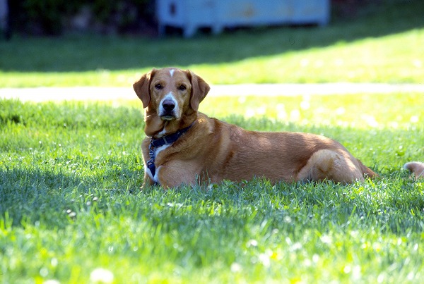 犬 公園 芝生のフリー写真素材 無料画像素材のプロ フォト Dog0071 023