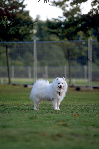 公園の白い犬 スピッツのフリー写真素材 無料画像素材のプロ フォト Dog0127 023