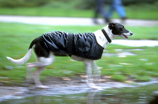 雨の公園を散歩する犬のフリー写真素材 無料画像素材のプロ フォト Dog0134 023