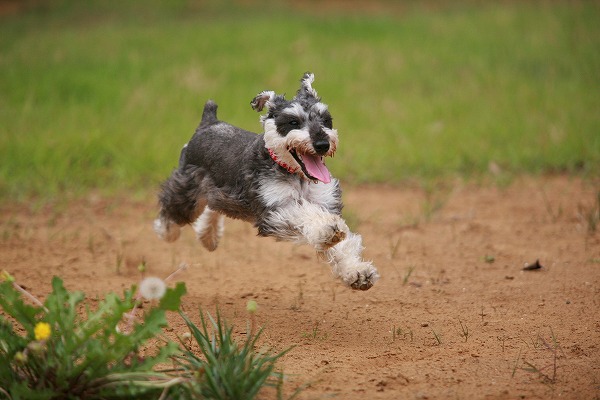 走る犬 シュナウザーのフリー写真素材 無料画像素材のプロ フォト Dog0174 022