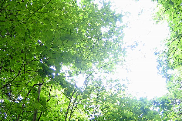 森林 新緑｜eha0008-009