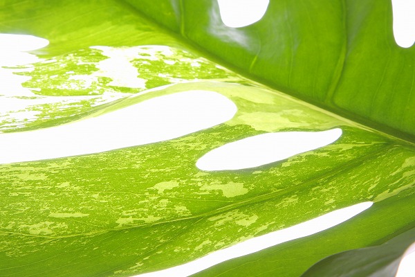 輝く木の葉 モンステラのフリー写真素材 無料画像素材のプロ フォト Eha0165 004