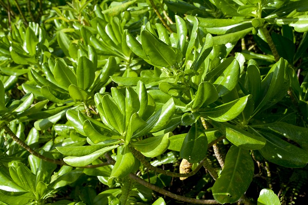 南国の植物 葉っぱ 植木のフリー写真素材 無料画像素材のプロ フォト Eha0187 009