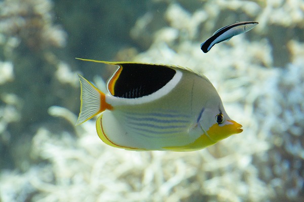 熱帯魚 水槽 観賞魚のフリー写真素材 無料画像素材のプロ フォト Fis0009 009