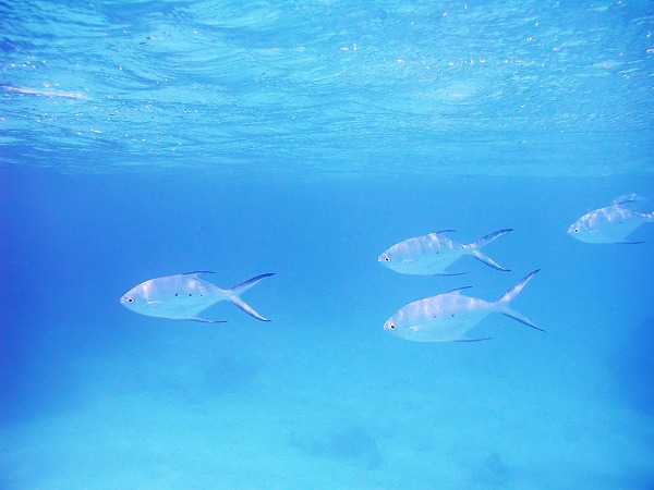 魚 水面 海中風景のフリー写真素材 無料画像素材のプロ フォト Fis0096 024