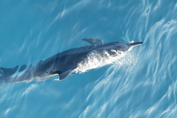海豚 イルカのフリー写真素材 無料画像素材のプロ フォト Fis0117 054