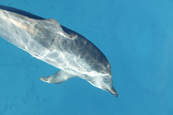 海豚 イルカのフリー写真素材 無料画像素材のプロ フォト Fis0121 054