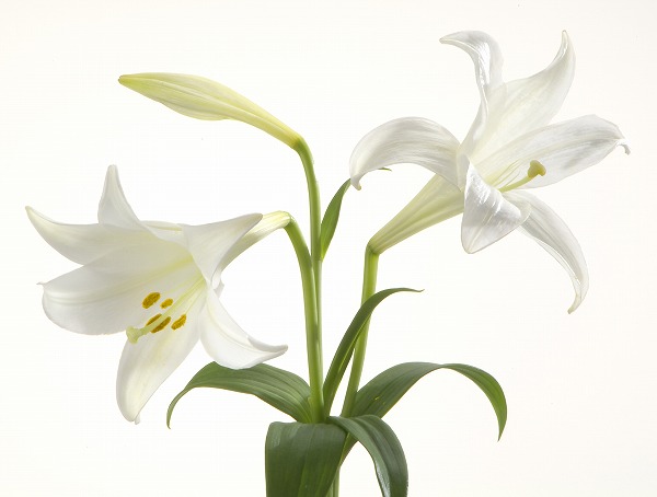 百合 ユリの花のフリー写真素材 無料画像素材のプロ フォト Gft0029 026