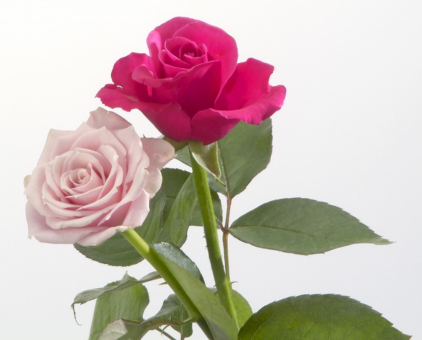 薔薇 バラの花のフリー写真素材 無料画像素材のプロ フォト Gft0032 026