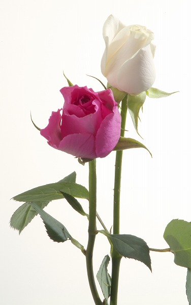 薔薇 バラの花のフリー写真素材 無料画像素材のプロ フォト Gft0034 026