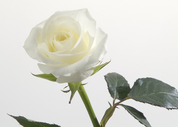 白い薔薇 バラの花のフリー写真素材 無料画像素材のプロ フォト Gft0037 026