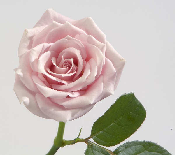 ピンクの薔薇 バラの花のフリー写真素材 無料画像素材のプロ フォト Gft0039 026