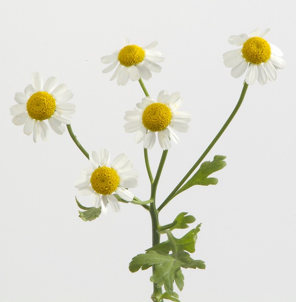 白い花 草花のフリー写真素材 無料画像素材のプロ フォト Gft0049 026