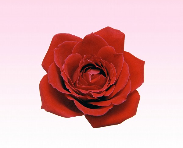 赤い薔薇 バラの花のフリー写真素材 無料画像素材のプロ フォト Gft0052 049