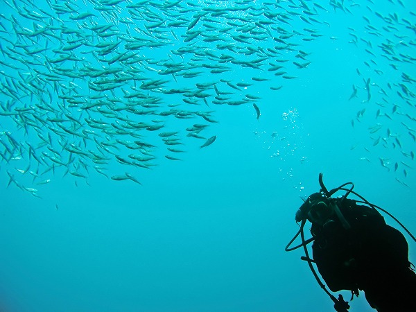 魚群 スキューバダイビング ダイバーのフリー写真素材 無料画像素材のプロ フォト Gyo0029 024