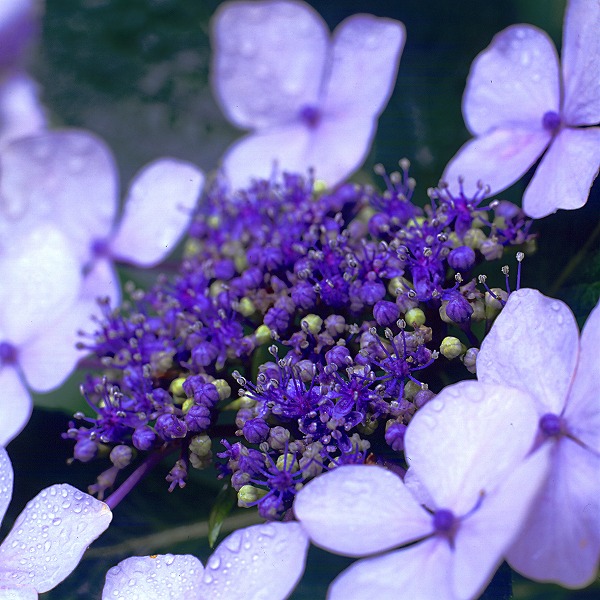 紫陽花 アジサイのフリー写真素材 無料画像素材のプロ フォト Han0009 003