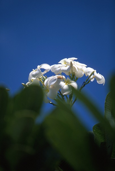 ハワイの白い花のフリー写真素材 無料画像素材のプロ フォト Han0019 002
