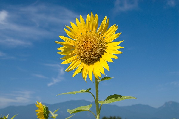 ひまわり 向日葵と青空のフリー写真素材 無料画像素材のプロ フォト Han0213 049