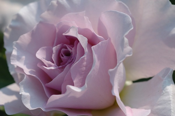 薔薇 紫のバラのフリー写真素材 無料画像素材のプロ・フォト han0264-044