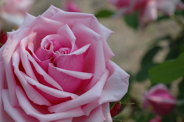 薔薇 ピンクのバラのフリー写真素材 無料画像素材のプロ フォト Han0265 044