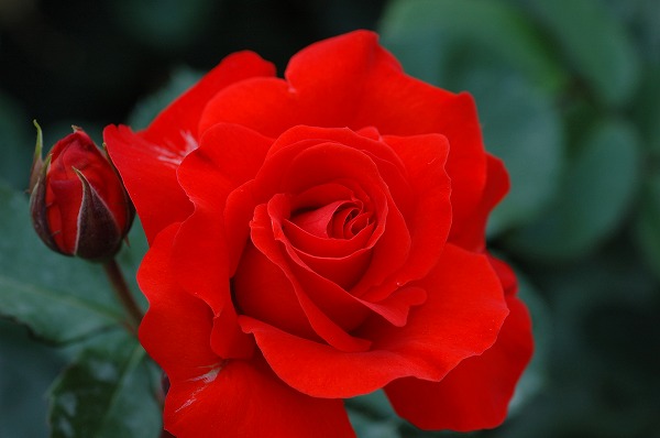 薔薇 赤いバラのフリー写真素材 無料画像素材のプロ フォト Han0271 044