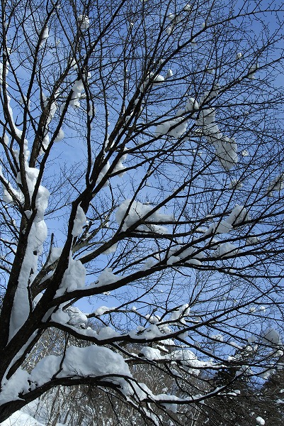 冬の木 枝と雪のフリー写真素材 無料画像素材のプロ フォト Kis0131 012