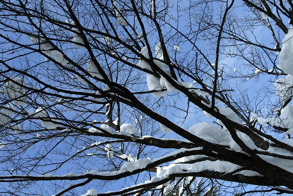 冬の木 雪と枝のフリー写真素材 無料画像素材のプロ フォト Kis0132 012