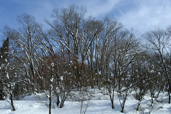 冬の山 雪と木々｜kis0133-012
