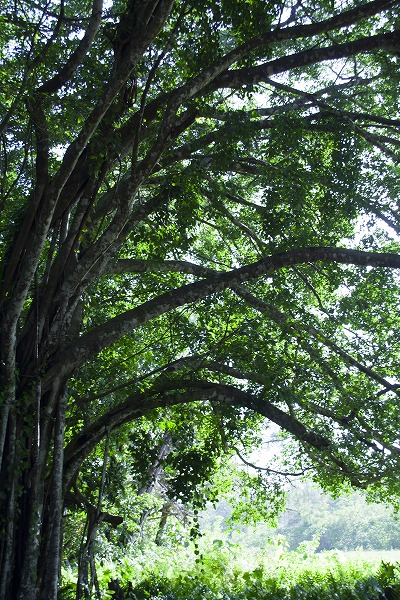 木漏れ日あふれる森 繁茂する野草のフリー写真素材 無料画像素材のプロ フォト Kis0149 009