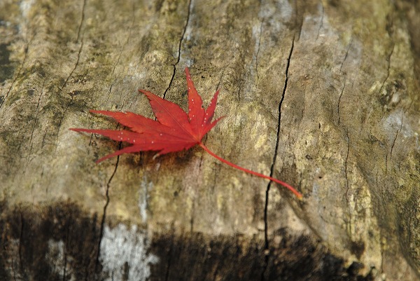 もみじの葉 紅葉のフリー写真素材 無料画像素材のプロ フォト Koy0017 012