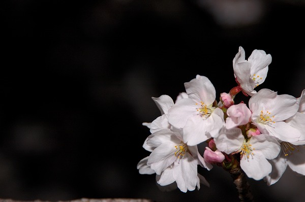サクラ 桜の花 夜桜のフリー写真素材 無料画像素材のプロ フォト Sak0098 044