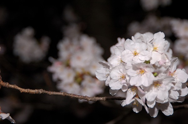サクラ 桜の花 夜桜のフリー写真素材 無料画像素材のプロ フォト Sak0099 044