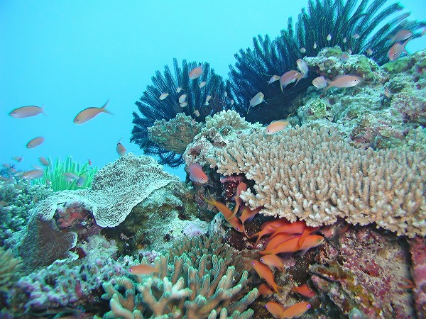 サンゴ 珊瑚礁 小魚 熱帯魚 海底風景 sng0043-024