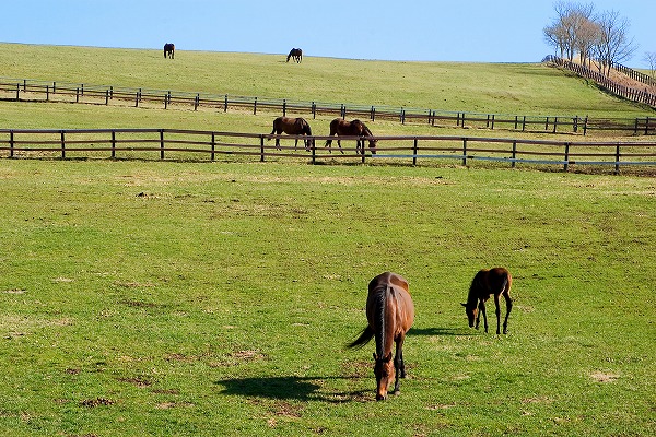 牧場と馬 丘のフリー写真素材 無料画像素材のプロ・フォト uma0002-004