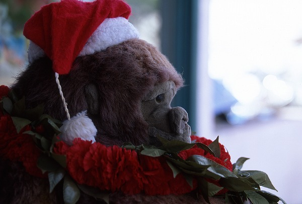 クリスマス ゴリラのぬいぐるみのフリー写真素材 無料画像素材のプロ フォト Wno0003 002