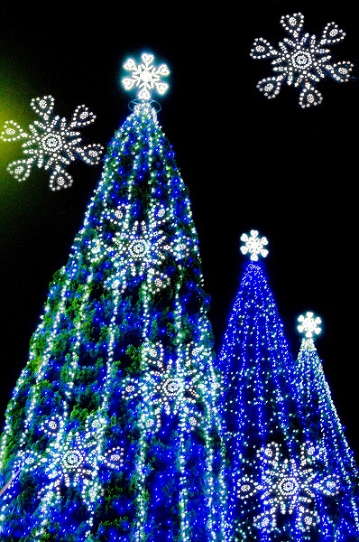 クリスマスツリー イルミネーションのフリー写真素材 無料画像素材のプロ フォト Wno0075 049