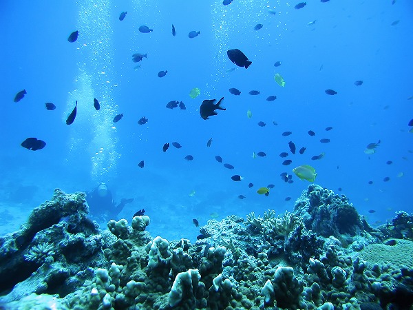 スキューバダイビング 珊瑚礁 海底イメージのフリー写真素材 無料画像素材のプロ フォト Wtr0069 024