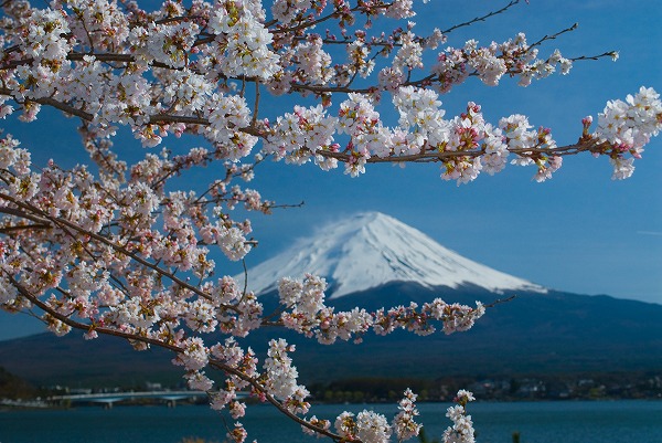 桜と富士山｜yam0060-049